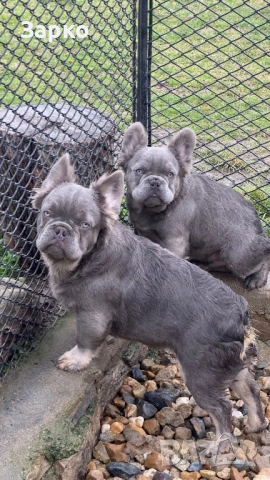 Френски булдог, снимка 4 - Френски булдог - 53588070