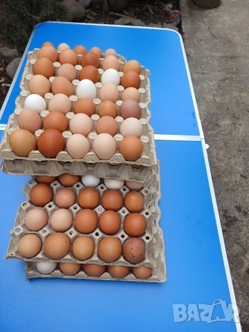 Домашни айца от свободни кокошки , снимка 4 - Домашни продукти - 53560844