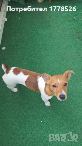 Джак Ръсел Териер, снимка 3 - Джак ръсел териер - 51953290