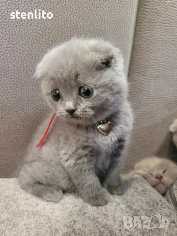 Шотландски клепоухи бебета , снимка 11 - Британска късокосместа - 23804712