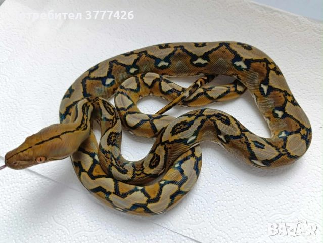 Мрежест Питон / Python reticulatus, снимка 2 - Змии - 42661689