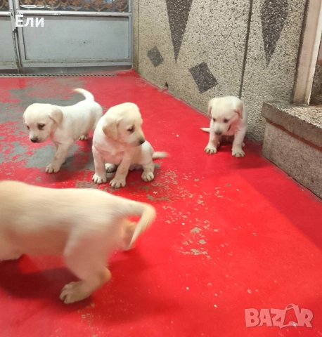 Лабрадор ретривър , снимка 4 - Лабрадор ретривър - 52594915