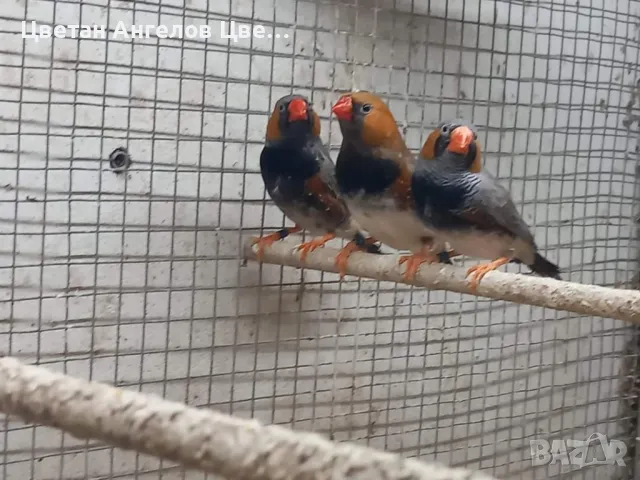 Продавам изложбени зеброви амадини , снимка 10 - Амадини - 46700240