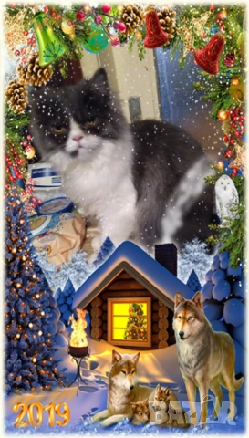 Ваксинирани персийски дългокосместа многоцветни котки с ЕС паспорти,микрочипирани!, снимка 18 - Чинчили - 42172746