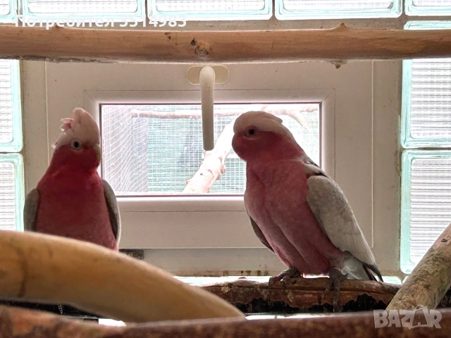 разпродажба, снимка 6 - Папагали - 52749570