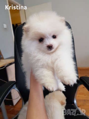 Померан померани померанчета, снимка 7 - Померан - 43700649