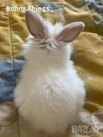 Продавам бебе зайче на два месеца порода холандско джудже, снимка 3 - Декоративни зайчета - 53350007