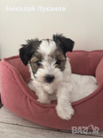 Йоркширски териер - Бивер - С родословие, снимка 3 - Йоркширски териер - 52942427