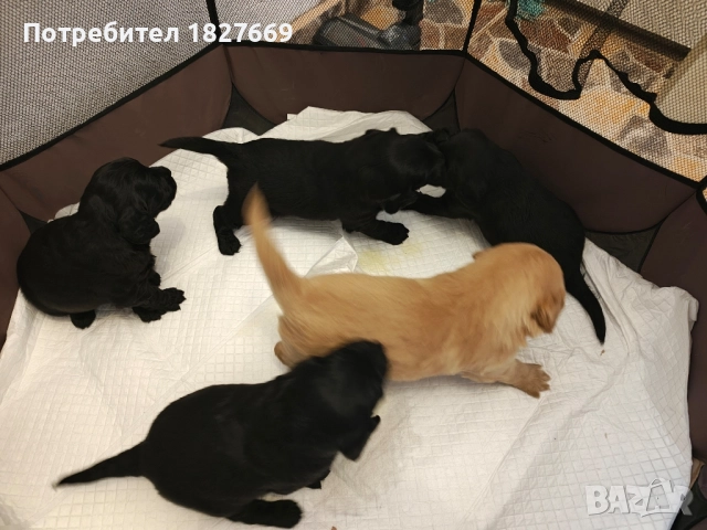 Кученца Кокершпаньол 