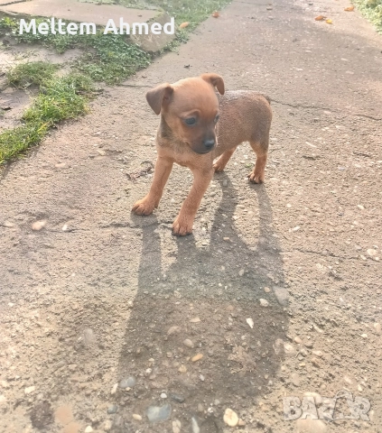 Продавам мъжки пинчер, снимка 2 - Пинчер - 52391861