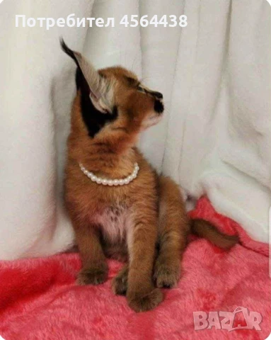 Наличен сервал каракал f1 Каракал със савана f1 котенца, снимка 3 - Други - 51364847