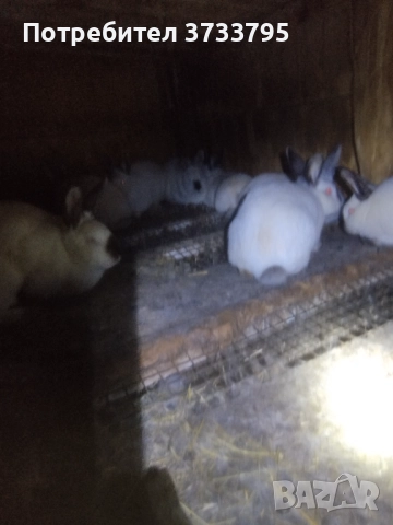 Калифорнийски зайци , снимка 2 - Други - 50565270