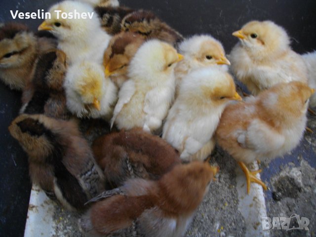 Малки пиленца новоизлюпени налични, снимка 1