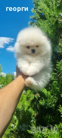 померан померанче, снимка 11 - Померан - 51192687