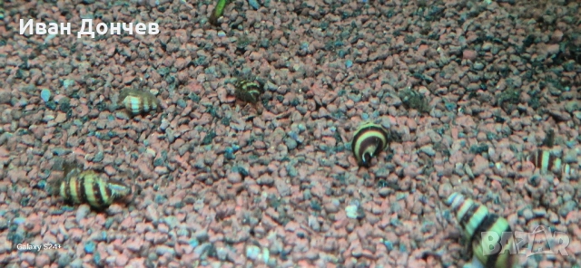 Охлюви Хеления , снимка 2 - Рибки - 51477101