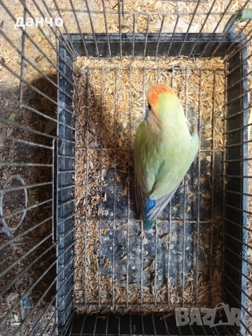 продавам неразделка , снимка 5 - Папагали - 51630295