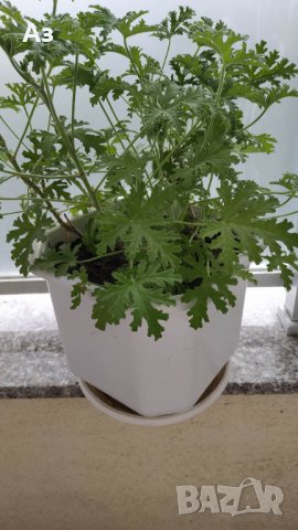 Продавам цветя Индрише, големи , снимка 13 - Градински цветя и растения - 33316742