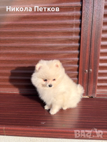 Померан , снимка 6 - Померан - 52839367