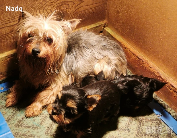 Йоркширски териер мини , снимка 2 - Йоркширски териер - 53394259