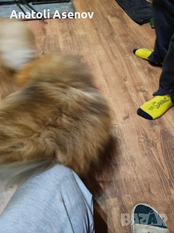 Мини немски шпиц-Померан, снимка 2 - Шпиц - 52797251