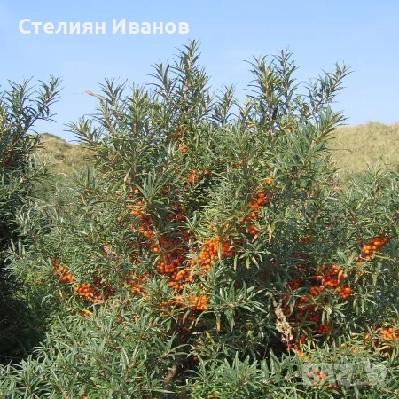 Облепиха, ракитник, сибирски ананас, морски зърнастец (Hippophae rhamnoides)