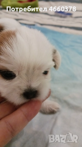 Ши тсу, снимка 6 - Ши Тцу - 52532871