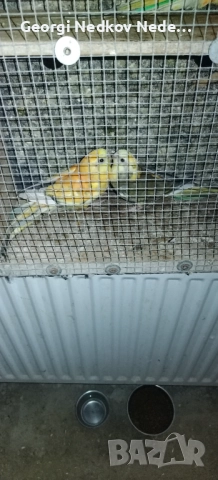 Продавам пойни страки, снимка 4 - Папагали - 52685447