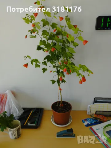 Продавам Абутилон