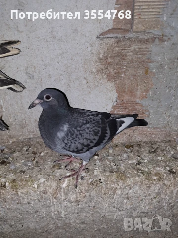 Продавам спортни гълъби , снимка 2 - Гълъби - 50497845