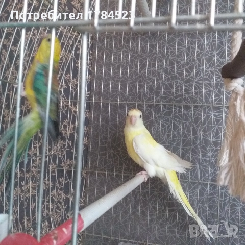 Пойно папагалче.