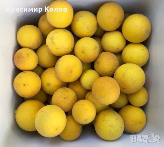 Портокал трилистен,Poncirus trifoliata, плодове, семена и растения, снимка 2 - Градински цветя и растения - 27077029