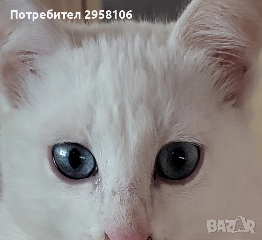 коте, бяло, сини очи, 5 мес., снимка 8 - Британска късокосместа - 52889766