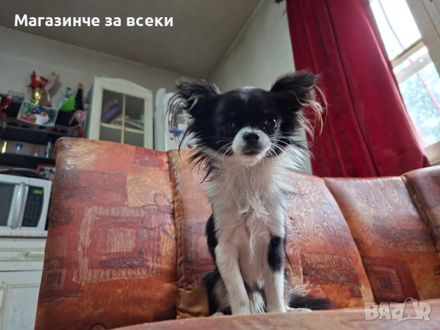 Мъжки чихуахуа търси женска, снимка 2 - Чихуахуа - 52471162