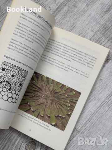 Aloe Vera | Подарък от природата за всички нас , снимка 9 - Други - 53568582