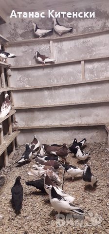 ПАЗАРДЖИШКИ ВИСОКО ЛЕТЦИ ЗА ДЪЛГОТРАЕН ВИСОК ПОЛЕТ, снимка 5 - Гълъби - 27987390