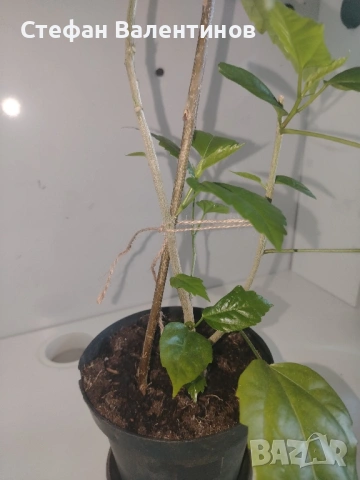 Хибискус/китайска роза, цъфти с едри червени кичести цветове, снимка 2 - Стайни растения - 52044964