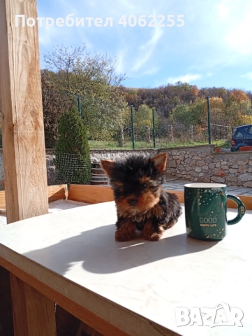 Продавам мини йоркширски териери , снимка 3 - Йоркширски териер - 52590670