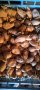 Семена картофи , снимка 1 - Сортови семена и луковици - 43711855