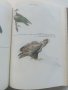 Фауната на България Том 20 част 1 - С.Симеонов,Т.Мичев,Н.Нанкинов - 1990г., снимка 10