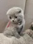 Шотландски клепоухи бебета , снимка 11