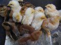 Малки пиленца новоизлюпени налични, снимка 1 - Кокошки и пуйки - 40812149