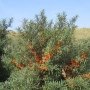 Облепиха, ракитник, сибирски ананас, морски зърнастец (Hippophae rhamnoides), снимка 1