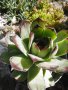 Сукуленти - дебелец и два вида седуми, снимка 1 - Градински цветя и растения - 15125535