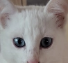 коте, бяло, сини очи, 5 мес., снимка 8
