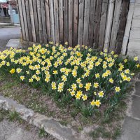 Нарциси, снимка 2 - Градински цветя и растения - 32719018