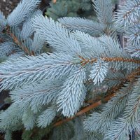 Сребрист смърч (Picea pungens), снимка 3 - Разсади - 35188178