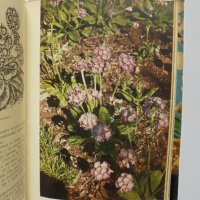 Книга Пролетни цветя - Васил Ангелиев 1964 г., снимка 2 - Други - 32952603