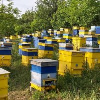 Биологични пчелни отводки и пило с пчели от лицензиран производител По договаряне , снимка 1 - Други - 43838454