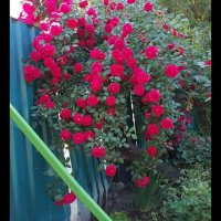 Продавам резници червен ароматен Трендафил , снимка 1 - Градински цветя и растения - 39701447