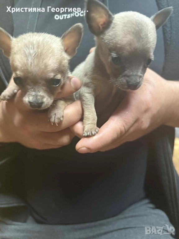 Чихуахуа {Родини на 09.09.2025}, снимка 1